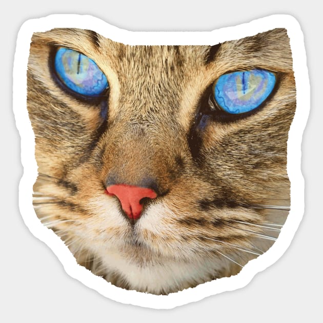 blue eyed cat Sticker by Hujer